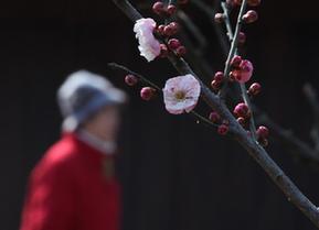 雨水时节梅花艳