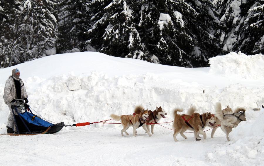 狗拉雪橇[组图]