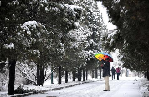 观树挂 赏春雪