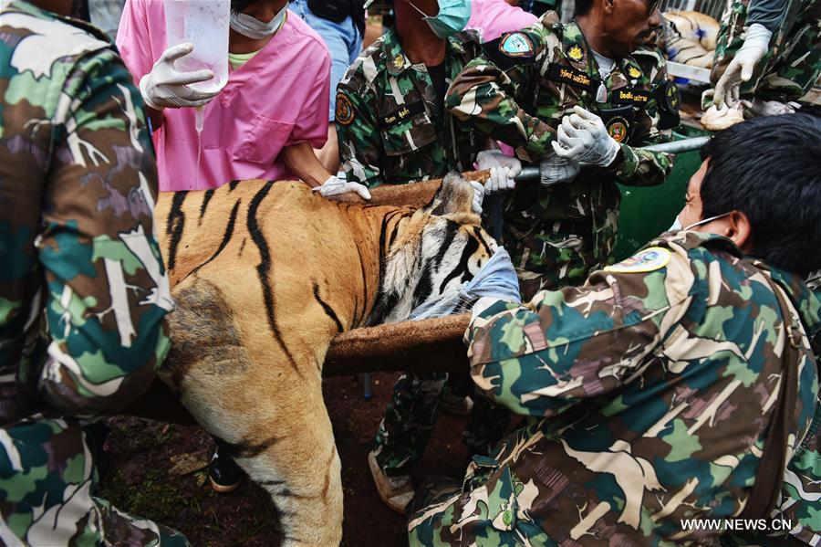 THAILAND-KANCHANABURI-WILDLIFE-TIGER TEMPLE-PROBE