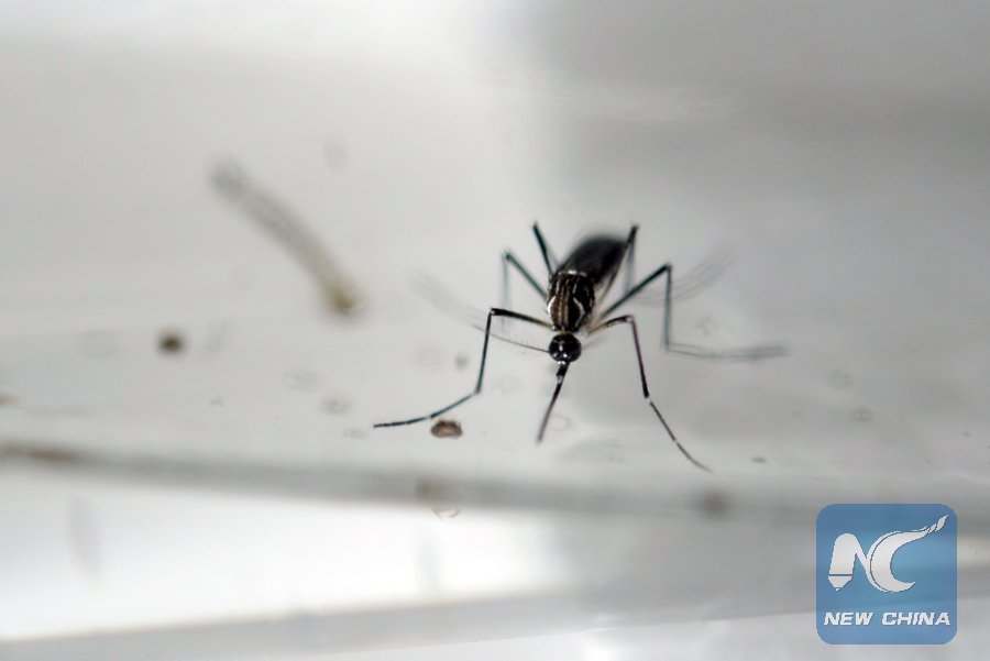 Us Reports First Female To Male Zika Transmission Xinhua Englishnewscn