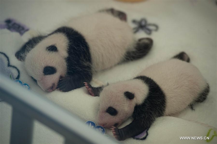 CHINA-MACAO-GIANT PANDA-TWIN CUBS (CN)