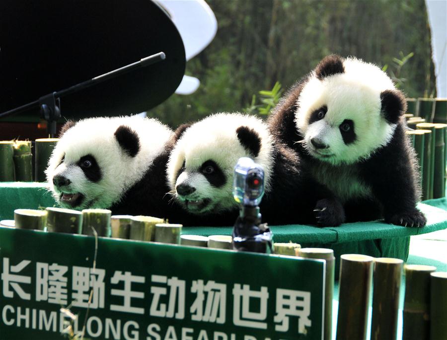 CHINA-GUANGDONG-GIANT PANDA-TRIPLETS-BIRTHDAY (CN)