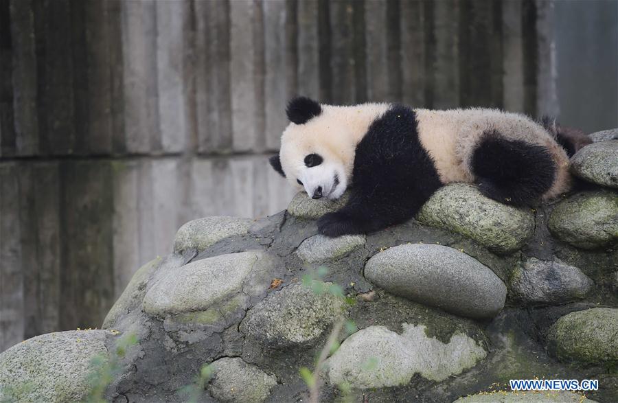 CHINA-CHENGDU-GIANT PANDA-CONSERVATION (CN)