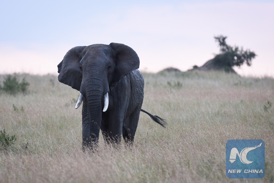 Poaching behind worst African elephant losses in 25 years: report