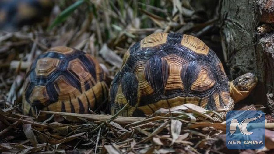 Rare Tortoises Threatened With Extinction Go On Show For First Time At British Zoo Xinhua English News Cn