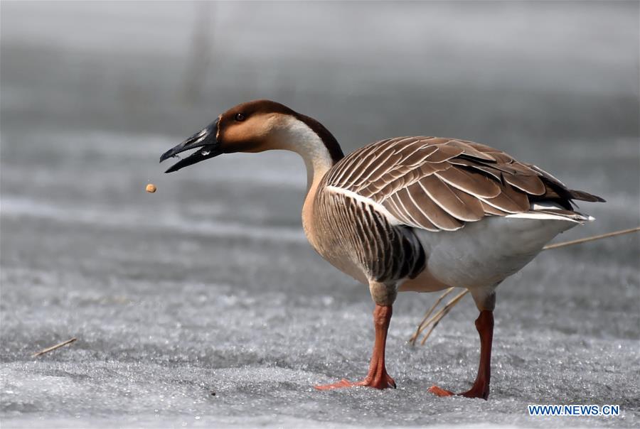 The Way Back: For the Birds