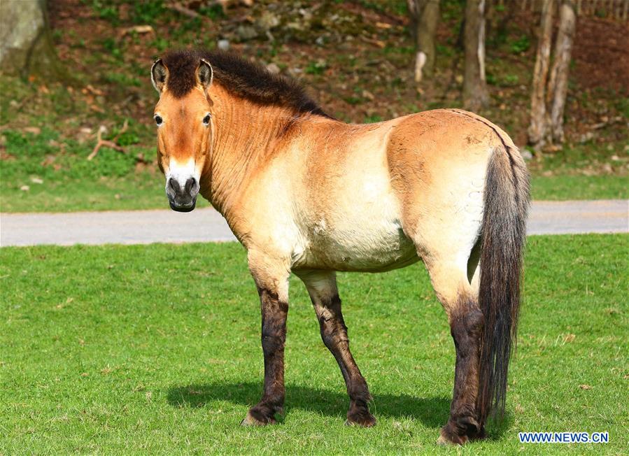 BELGIUM-ANIMAL-ENVIRONMENT-PRZEWALSKI'S HORSES