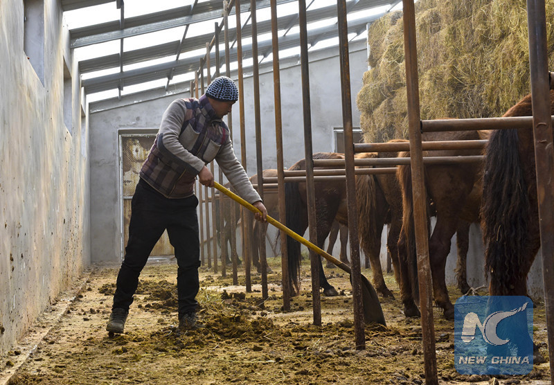 Xinjiang herdsman reins to get rich