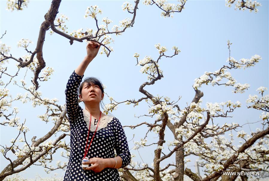 CHINA-HEBEI-FARMING-ORCHARD-POLLINATION (CN)
