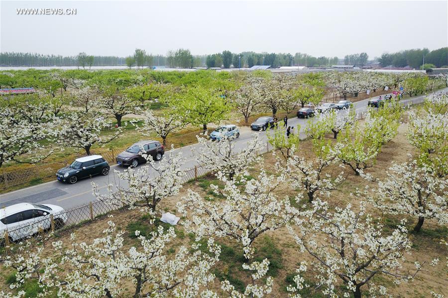 CHINA-BEIJING-PEAR BLOSSOMS (CN)
