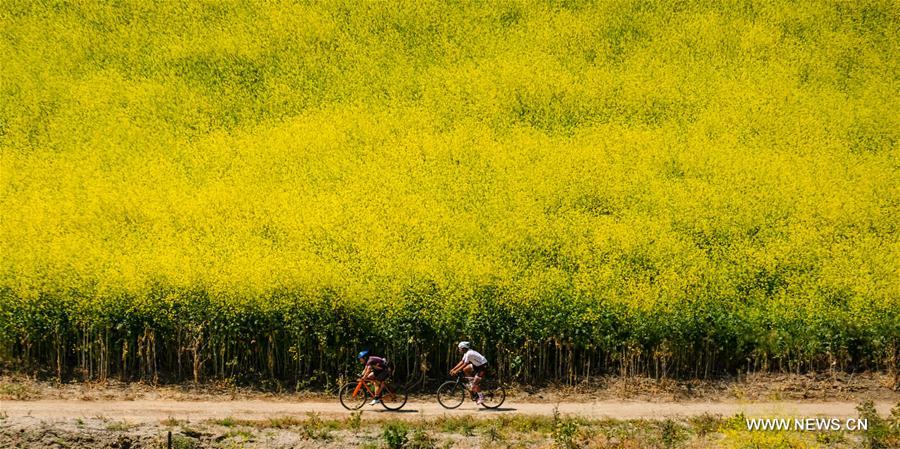 U.S.-CHINO HILLS-MUSTARD FLOWERS