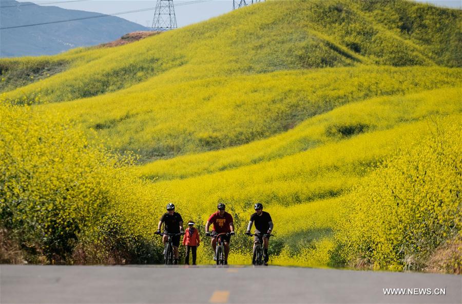 U.S.-CHINO HILLS-MUSTARD FLOWERS