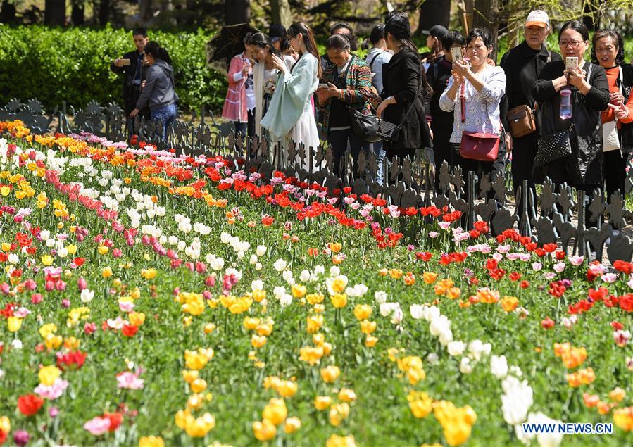 CHINA-QINGDAO-BLOOMING-FLOWERS(CN)