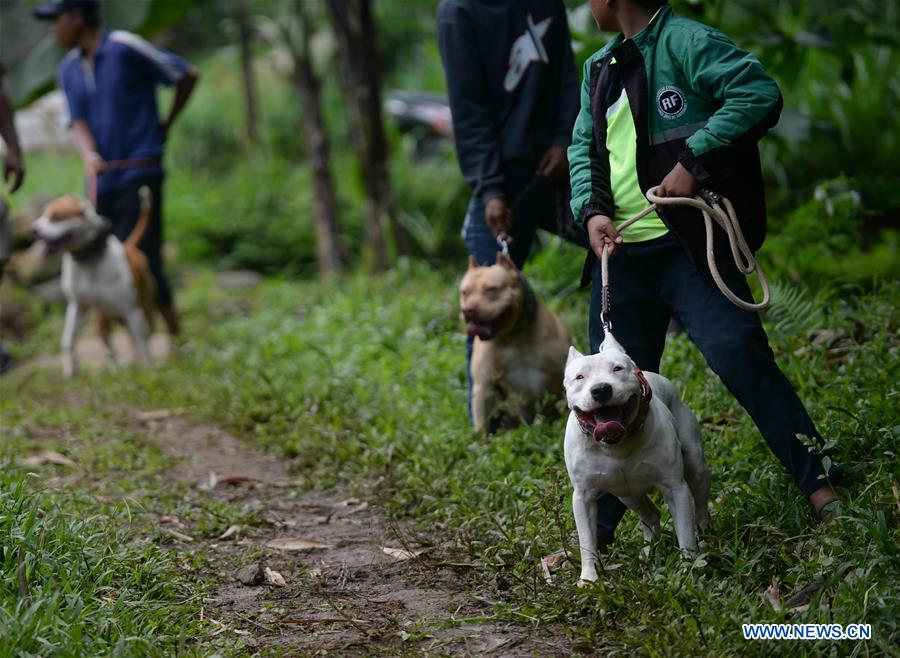 INDONESIA-BANDUNG-TRADITIONAL ANIMAL GAMES