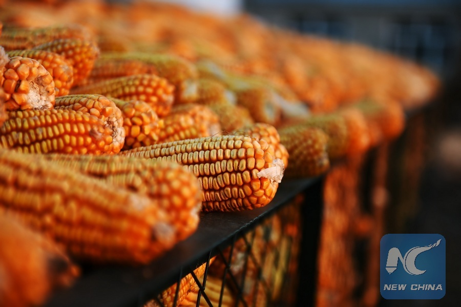  "Ultimate Roasted Corn Recipe: How to Perfectly Roast Corn on the Cob for Summer BBQs"