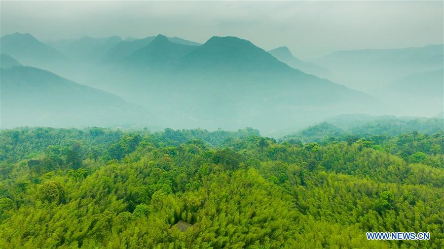 CHINA-GUIZHOU-CHISHUI-BAMBOO FOREST PARK (CN)