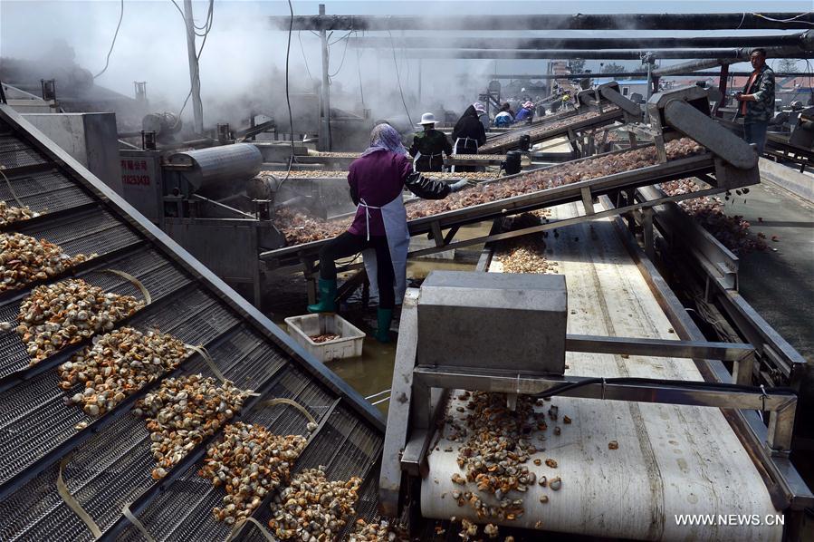 CHINA-SHANDONG-CHANGDAO-SCALLOP(CN)