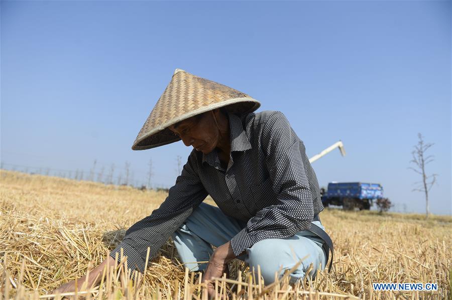 CHINA-JIANGSU-WHEAT HARVEST (CN)