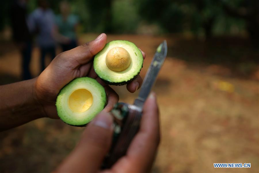 MEXICO-URUAPAN-AVOCADO 