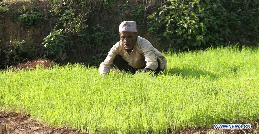 farmers plant rice paddies as monsoon begins in lalitpur, nepal