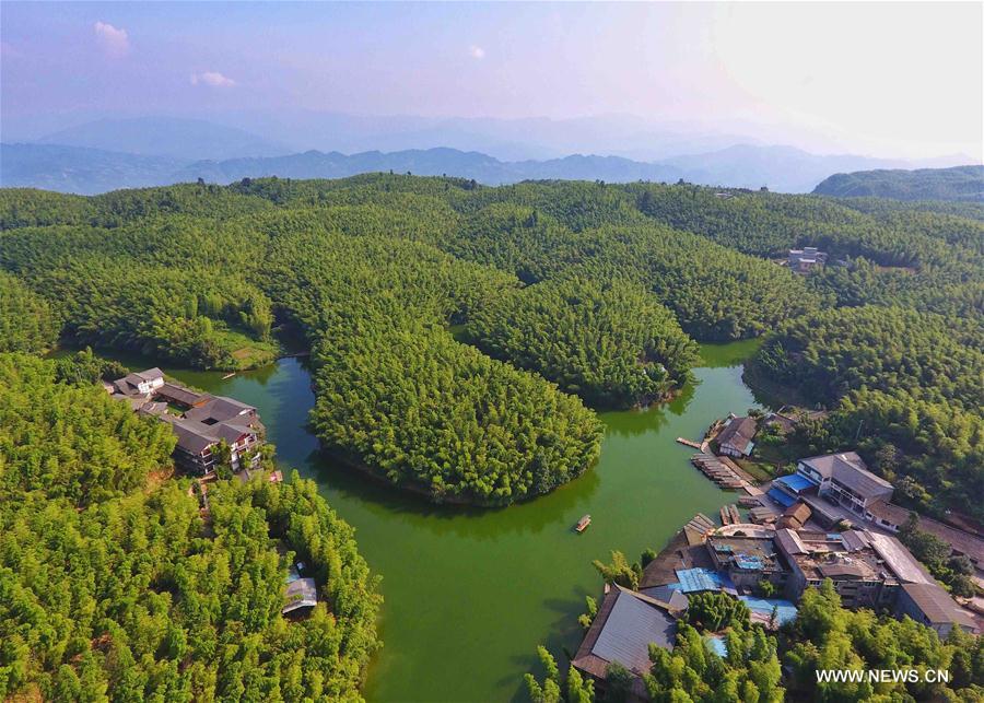 CHINA-SICHUAN-YIBIN-BAMBOO SEA (CN)