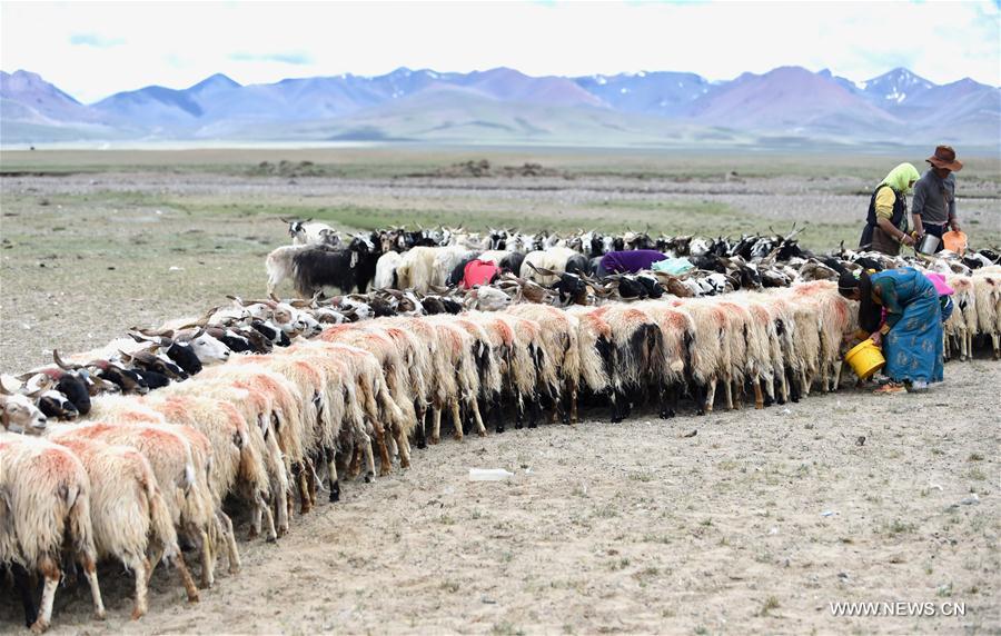 CHINA-TIBET-SHEEP-MILK PRODUCTION SEASON (CN)