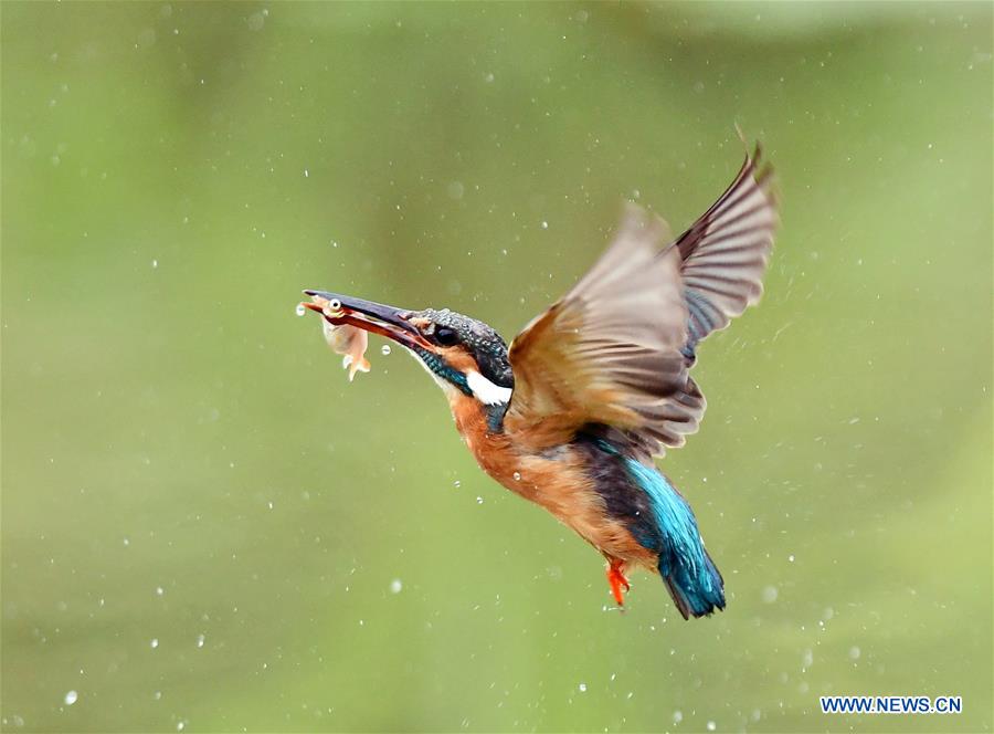 CHINA-FUJIAN-ENVIRONMENT-BIRD WATCHING (CN)