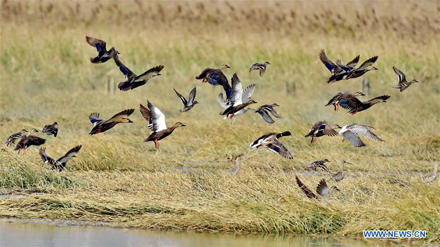 CHINA-FUJIAN-ENVIRONMENT-BIRD WATCHING (CN)