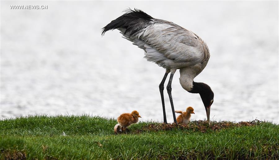 CHINA-TIBET-BLACK-NECKED CRANE-BREEDING (CN)