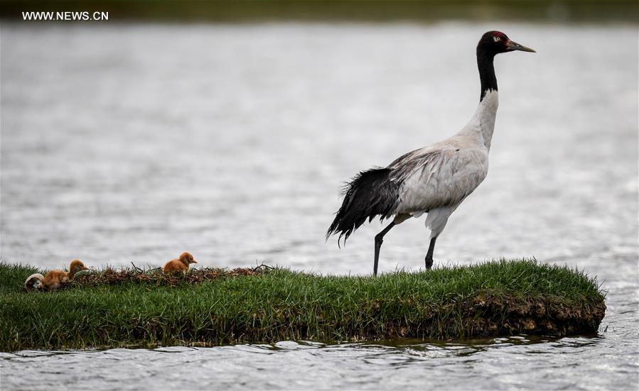 CHINA-TIBET-BLACK-NECKED CRANE-BREEDING (CN)