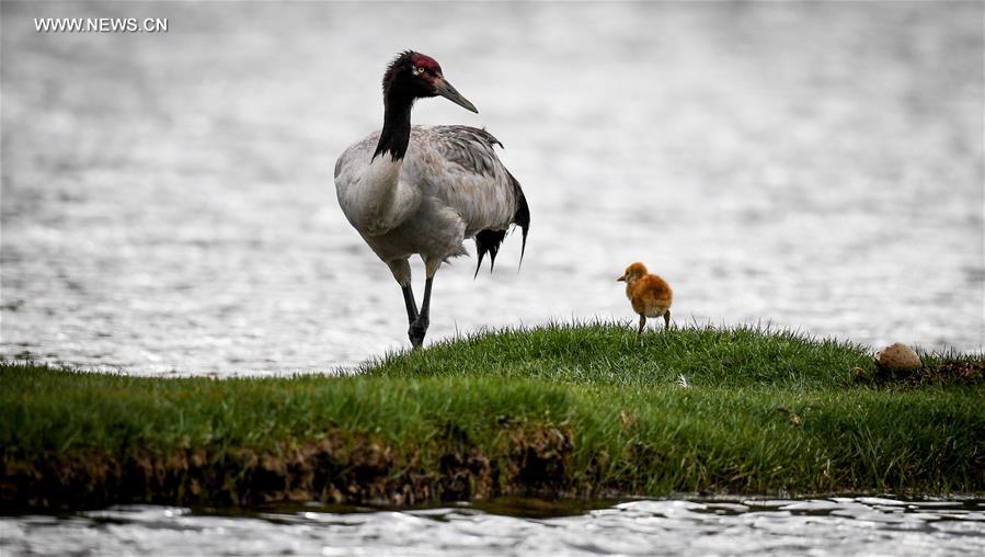 CHINA-TIBET-BLACK-NECKED CRANE-BREEDING (CN)