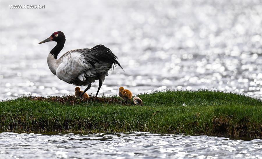 CHINA-TIBET-BLACK-NECKED CRANE-BREEDING (CN)