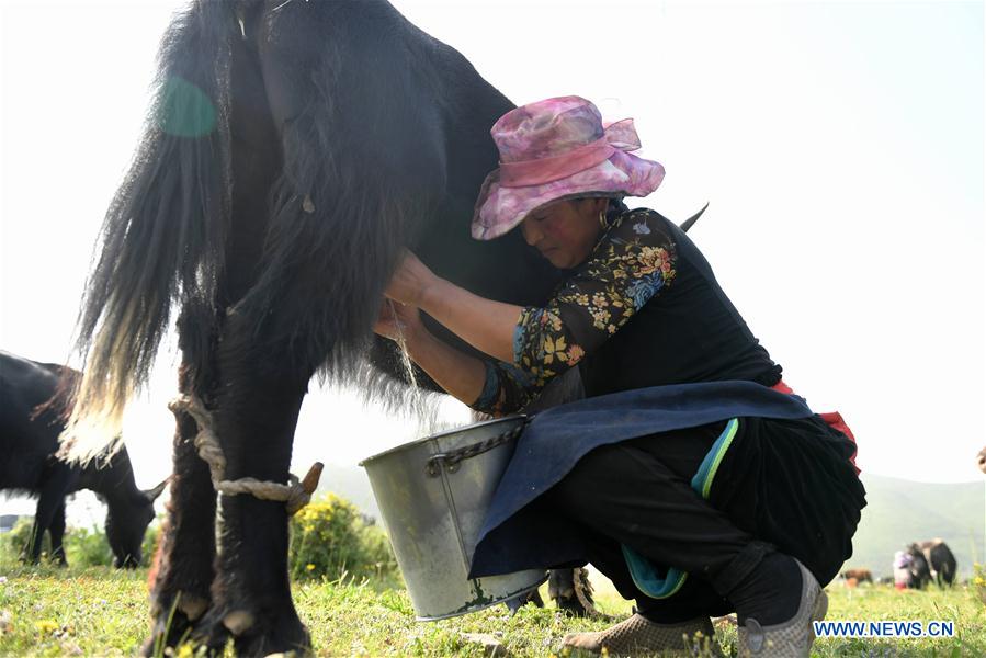 CHINA-GANSU-DAIRY-INDUSTRY(CN)