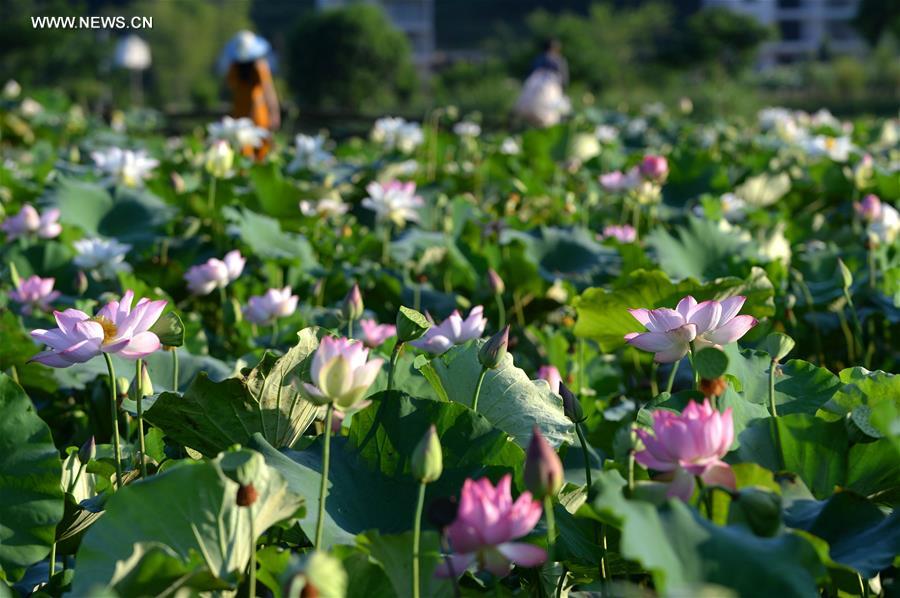 CHINA-JIANGXI-GANZHOU-LOTUS FLOWER(CN)