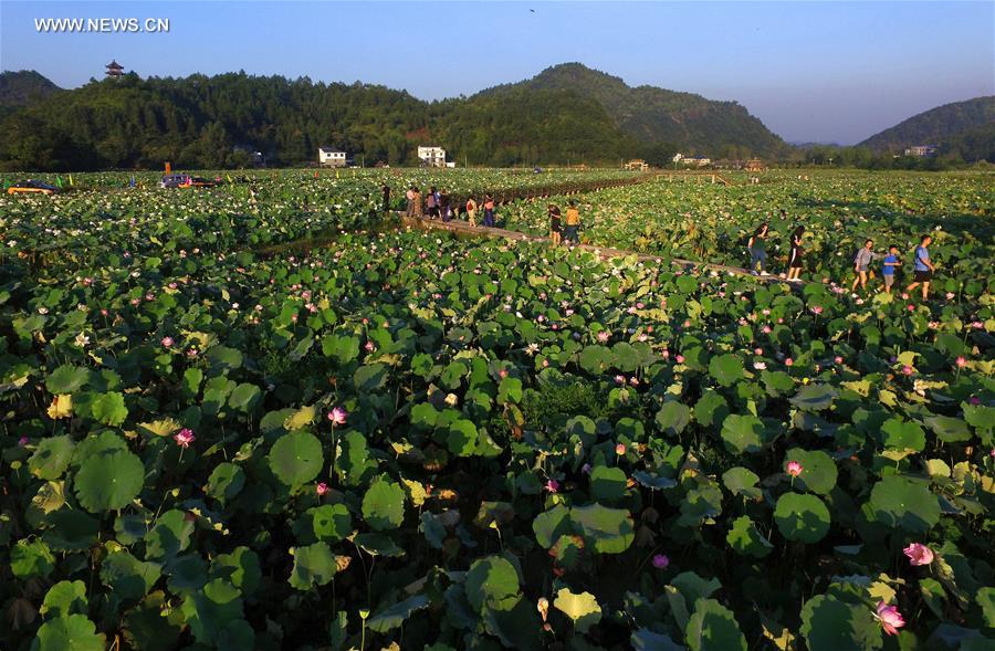 CHINA-JIANGXI-GANZHOU-LOTUS FLOWER(CN)