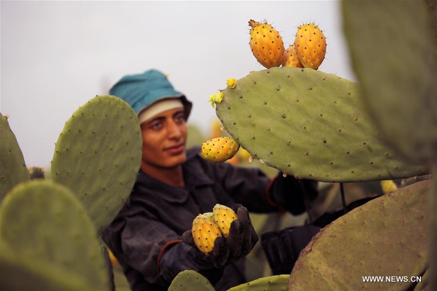 EGYPT-MONOFIYA-PRICKLY PEAR-HARVEST