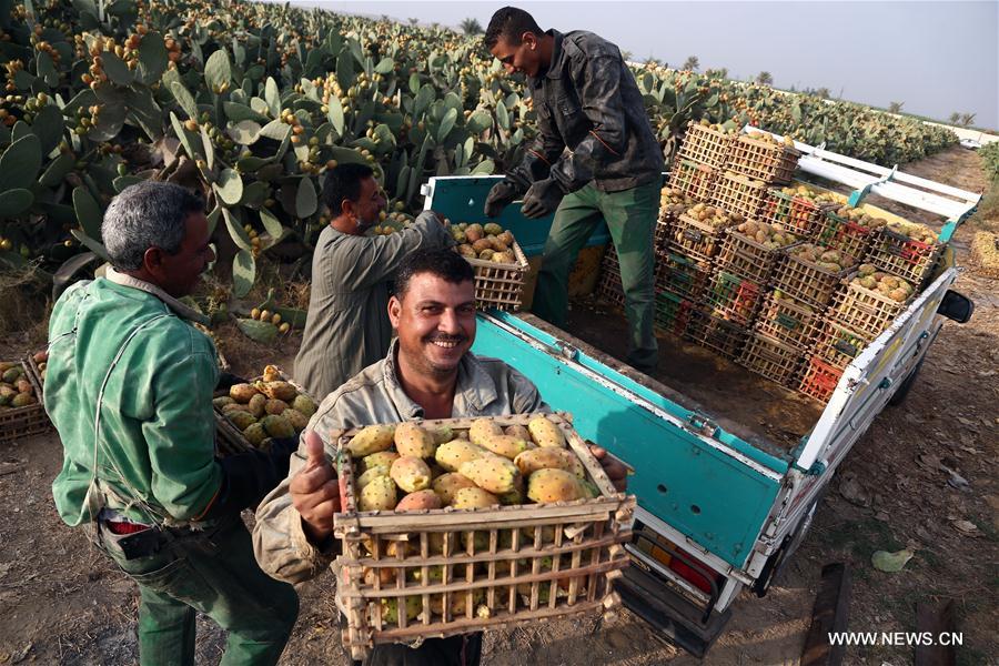 EGYPT-MONOFIYA-PRICKLY PEAR-HARVEST