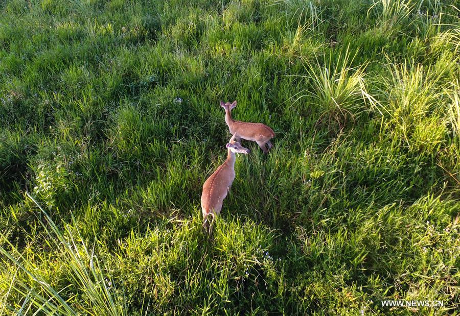 CHINA-HAINAN-ELD'S DEER (CN)