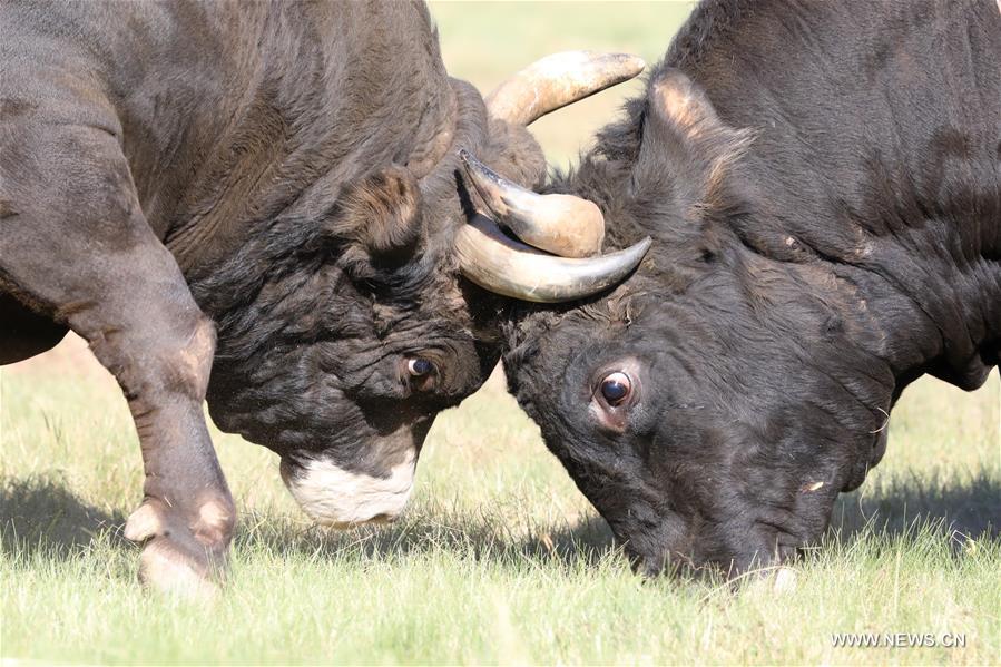 BOSNIA AND HERZEGOVINA-CEVLJANOVICI-BULLFIGHTING