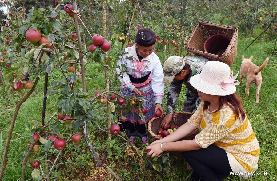 CHINA-YUNNAN-ORCHARD(CN)