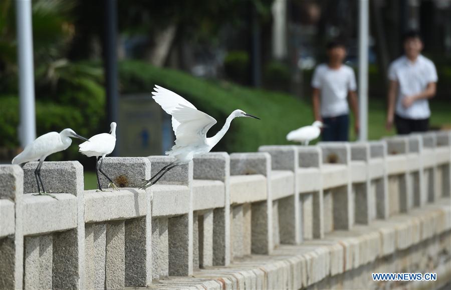 (XIAMEN SUMMIT)CHINA-FUJIAN-XIAMEN-EGRET (CN)