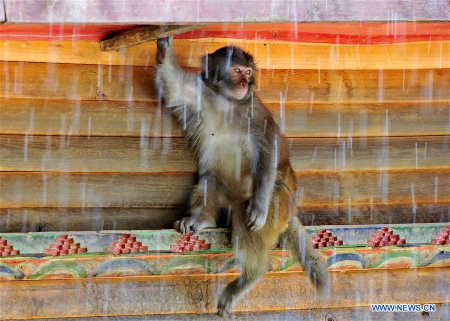 CHINA-TIBET-MACAQUE (CN)