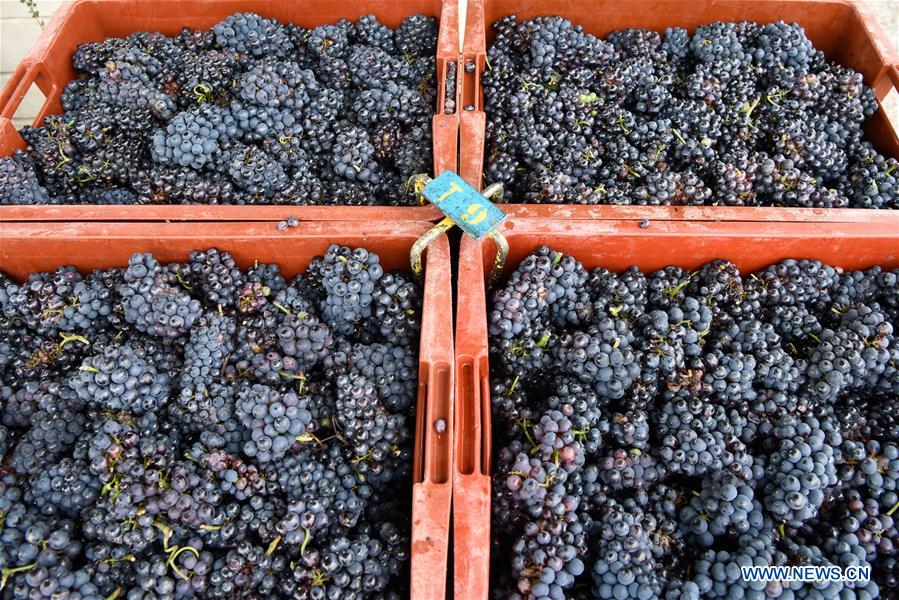 FRANCE-GRAPES-HARVEST