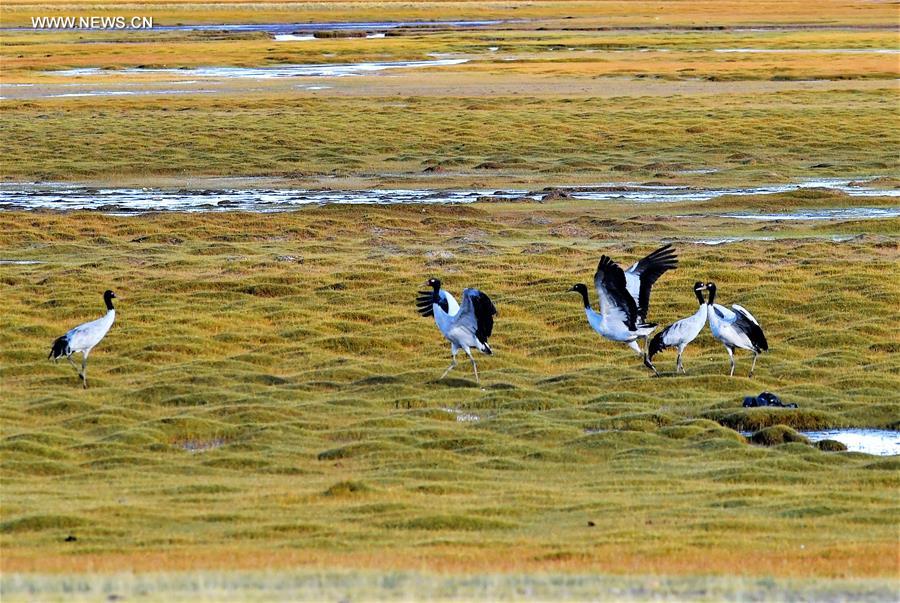 CHINA-TIBET-CHANGTANG RESERVE-WILDLIFE (CN)