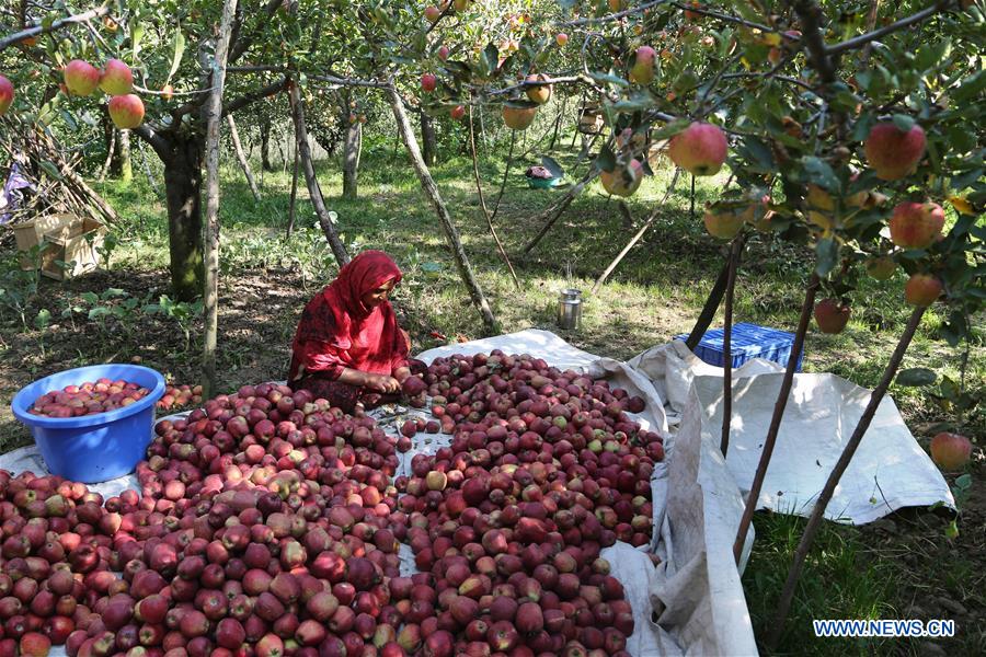 INDIA-KASHMIR-SRINAGAR-APPLE HARVEST