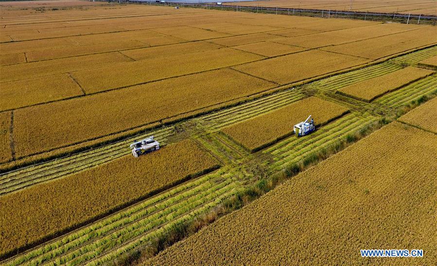 CHINA-HEBEI-PADDY FIELD-HARVEST (CN)