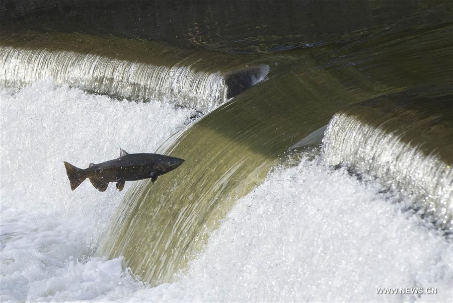 CANADA-TORONTO-SALMON MIGRATION