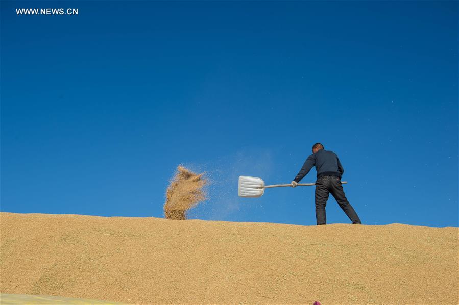 #CHINA-HEILONGJIANG-HARVEST(CN)