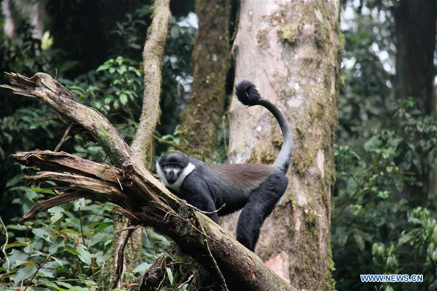 RWANDA-NYUNGWE NATIONAL PARK-PRIMATES